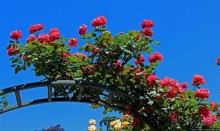 Все цветы мира к ногам наших подруг... Розы Новой Зеландии