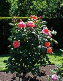 Все цветы мира к ногам наших подруг... Розы Новой Зеландии