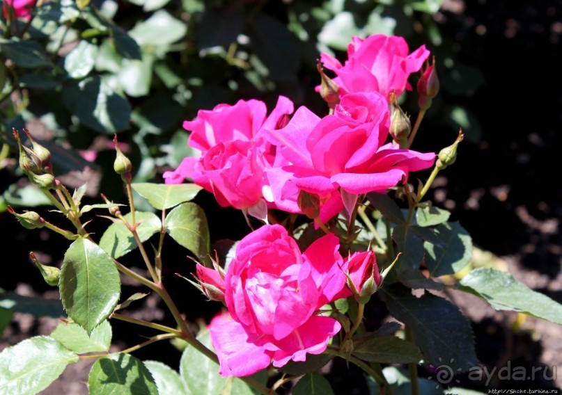 Все цветы мира к ногам наших подруг... Розы Новой Зеландии