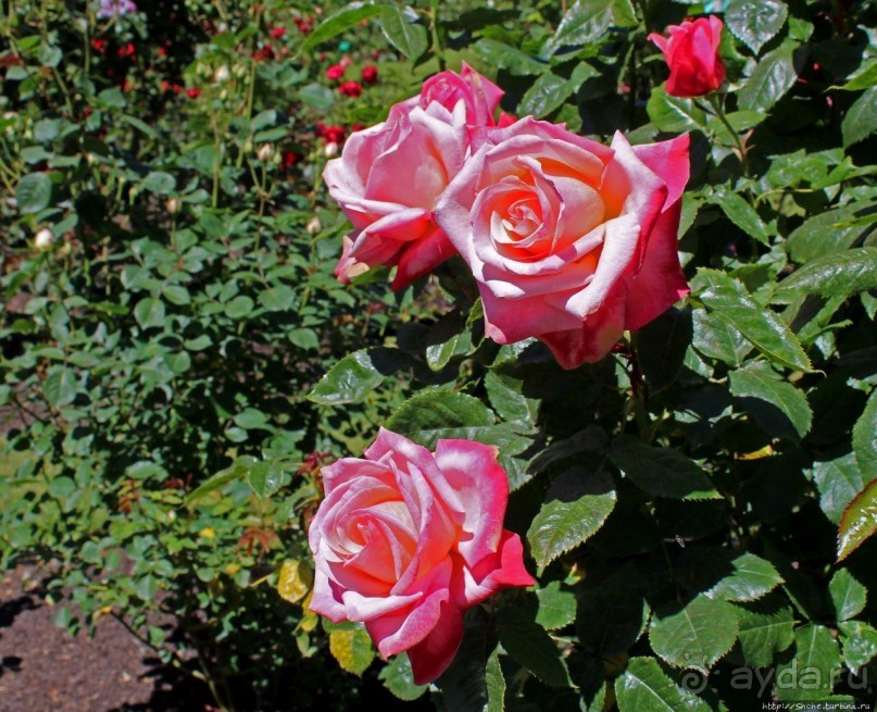 Все цветы мира к ногам наших подруг... Розы Новой Зеландии