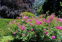 Все цветы мира к ногам наших подруг... Розы Новой Зеландии