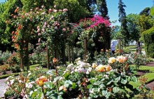 Все цветы мира к ногам наших подруг... Розы Новой Зеландии