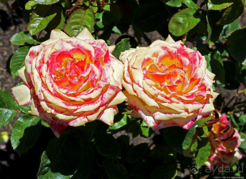 Все цветы мира к ногам наших подруг... Розы Новой Зеландии