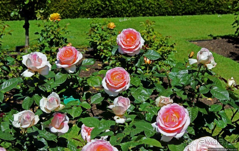 Все цветы мира к ногам наших подруг... Розы Новой Зеландии