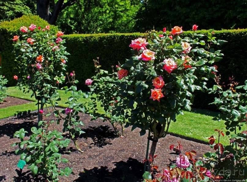 Все цветы мира к ногам наших подруг... Розы Новой Зеландии
