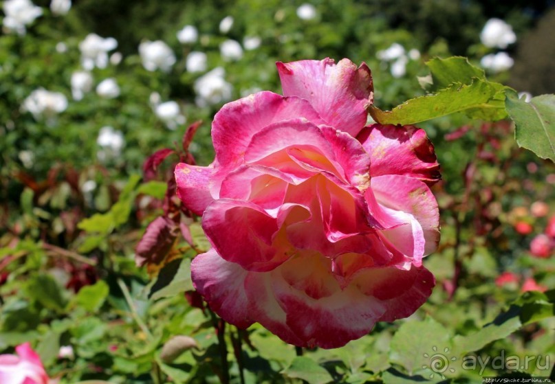 Все цветы мира к ногам наших подруг... Розы Новой Зеландии