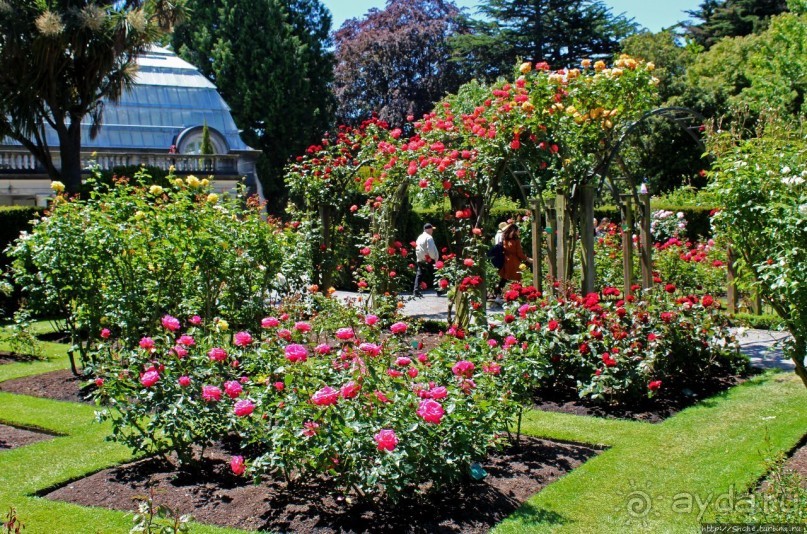 Все цветы мира к ногам наших подруг... Розы Новой Зеландии