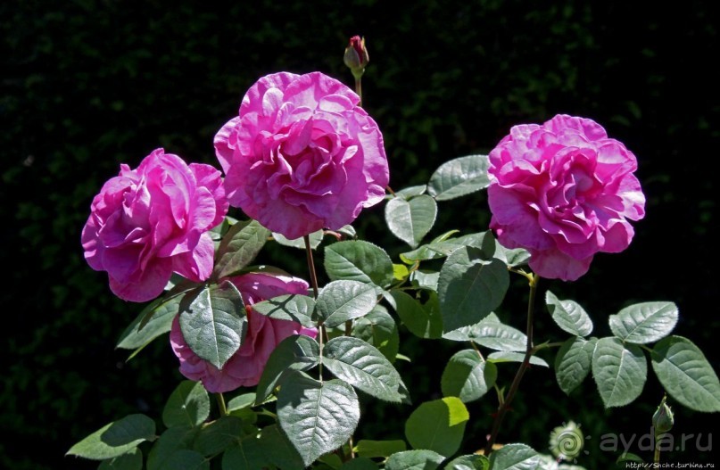 Все цветы мира к ногам наших подруг... Розы Новой Зеландии