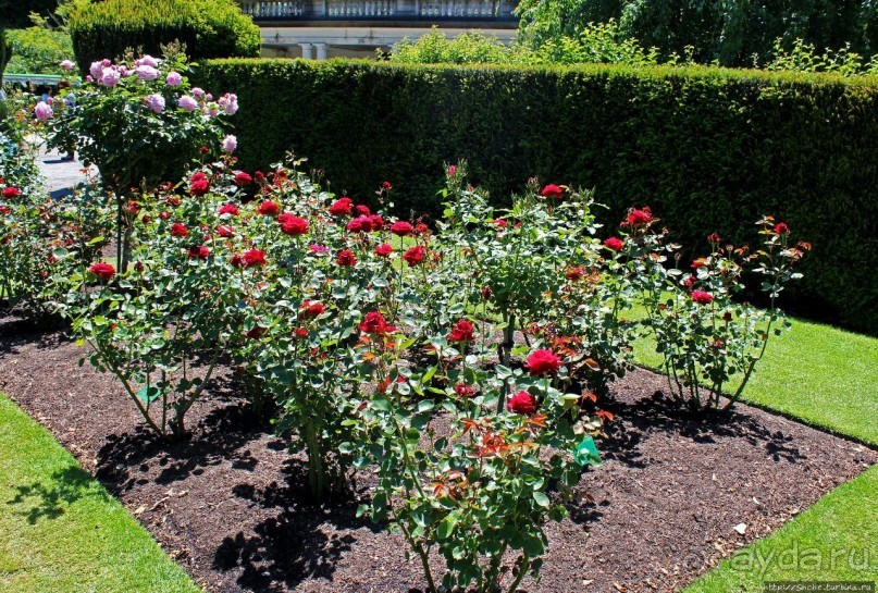 Все цветы мира к ногам наших подруг... Розы Новой Зеландии