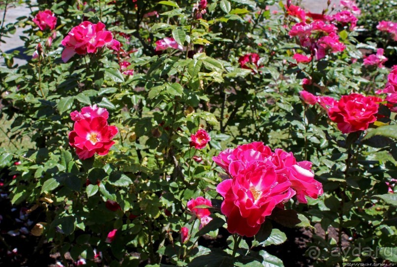 Все цветы мира к ногам наших подруг... Розы Новой Зеландии