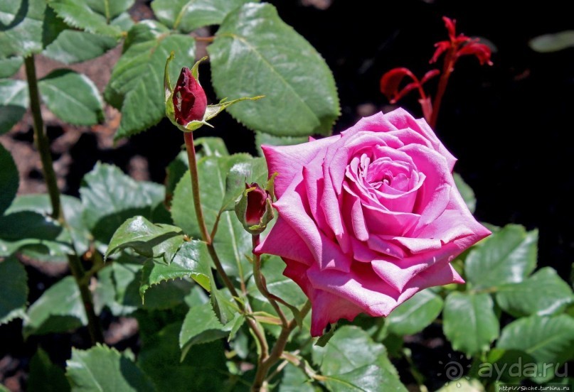 Все цветы мира к ногам наших подруг... Розы Новой Зеландии