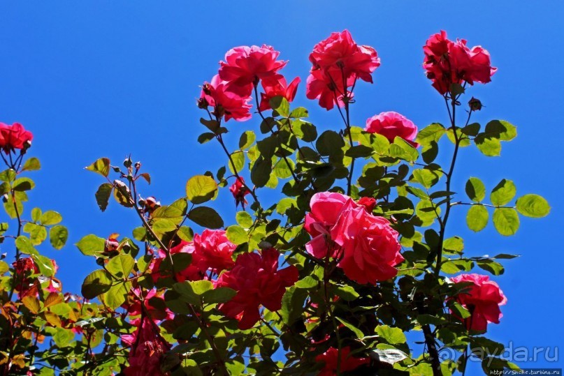 Все цветы мира к ногам наших подруг... Розы Новой Зеландии