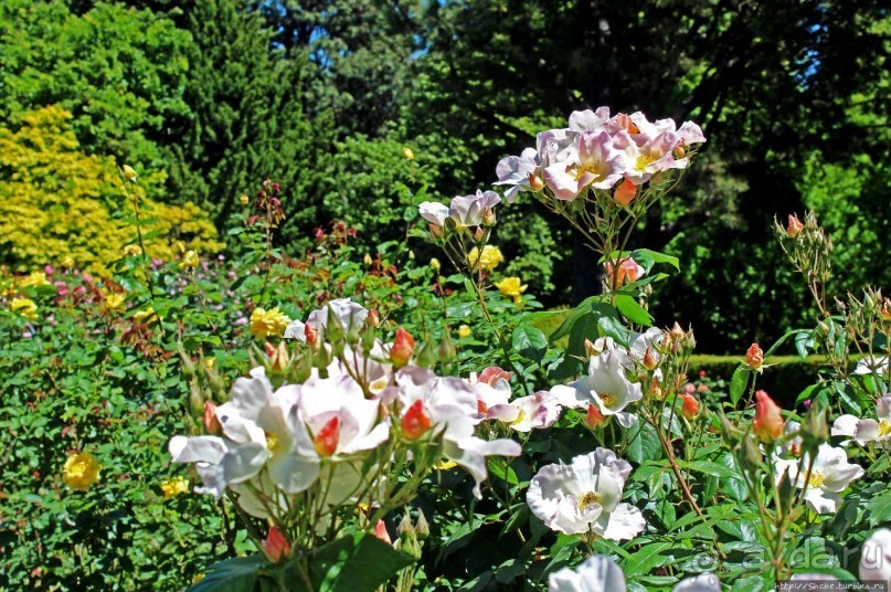 Все цветы мира к ногам наших подруг... Розы Новой Зеландии