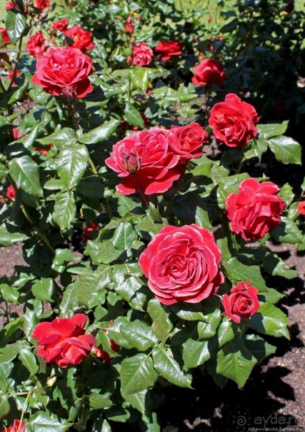 Все цветы мира к ногам наших подруг... Розы Новой Зеландии