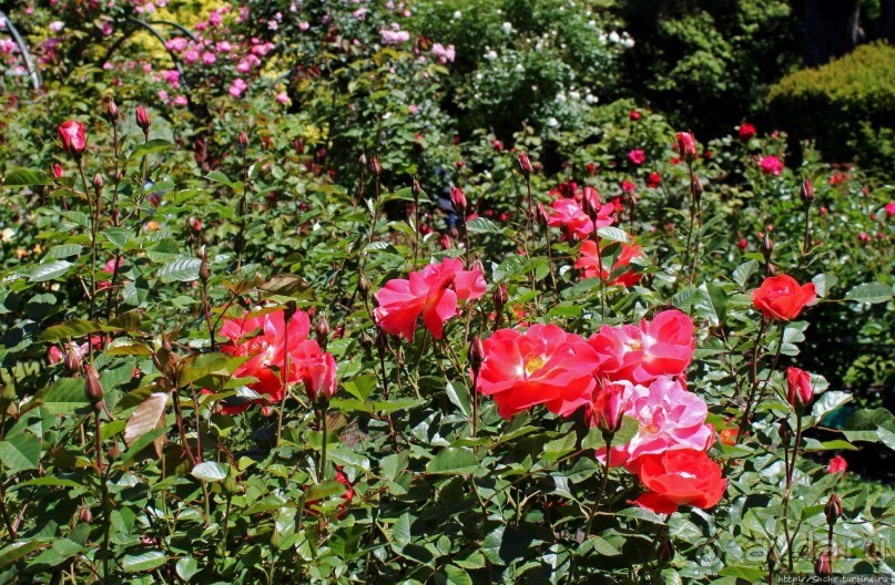 Все цветы мира к ногам наших подруг... Розы Новой Зеландии