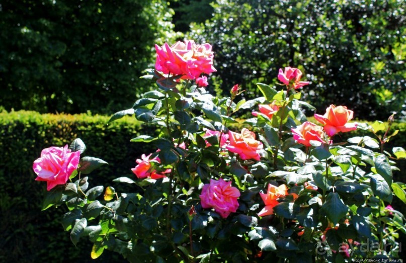 Все цветы мира к ногам наших подруг... Розы Новой Зеландии