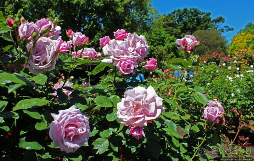 Все цветы мира к ногам наших подруг... Розы Новой Зеландии