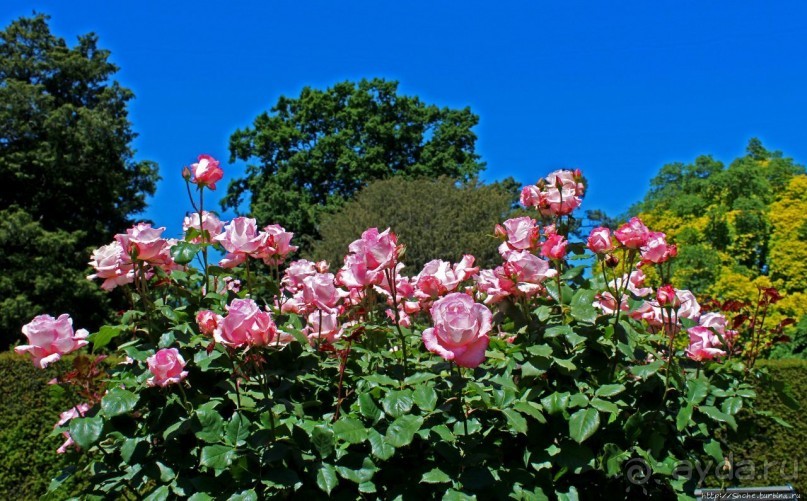 Все цветы мира к ногам наших подруг... Розы Новой Зеландии