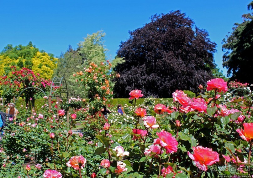 Все цветы мира к ногам наших подруг... Розы Новой Зеландии