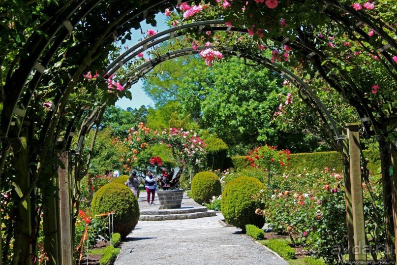 Все цветы мира к ногам наших подруг... Розы Новой Зеландии