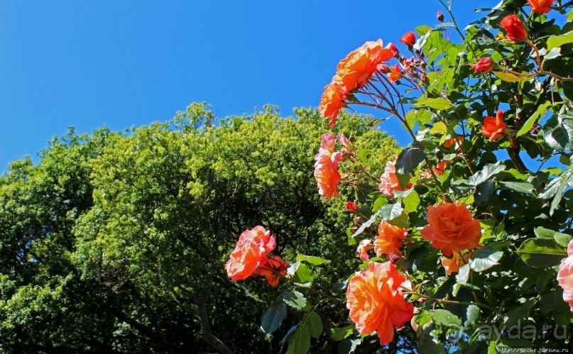 Все цветы мира к ногам наших подруг... Розы Новой Зеландии