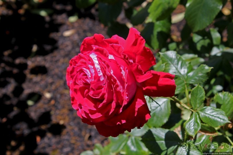 Все цветы мира к ногам наших подруг... Розы Новой Зеландии