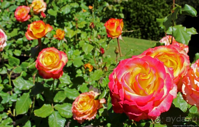 Все цветы мира к ногам наших подруг... Розы Новой Зеландии