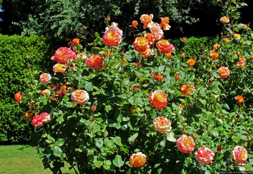 Все цветы мира к ногам наших подруг... Розы Новой Зеландии