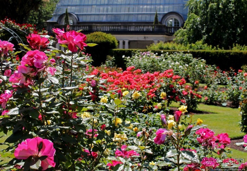Все цветы мира к ногам наших подруг... Розы Новой Зеландии