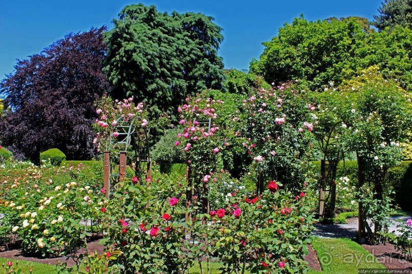 Все цветы мира к ногам наших подруг... Розы Новой Зеландии