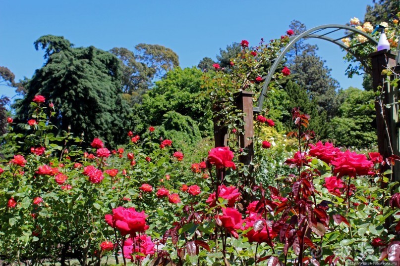 Все цветы мира к ногам наших подруг... Розы Новой Зеландии