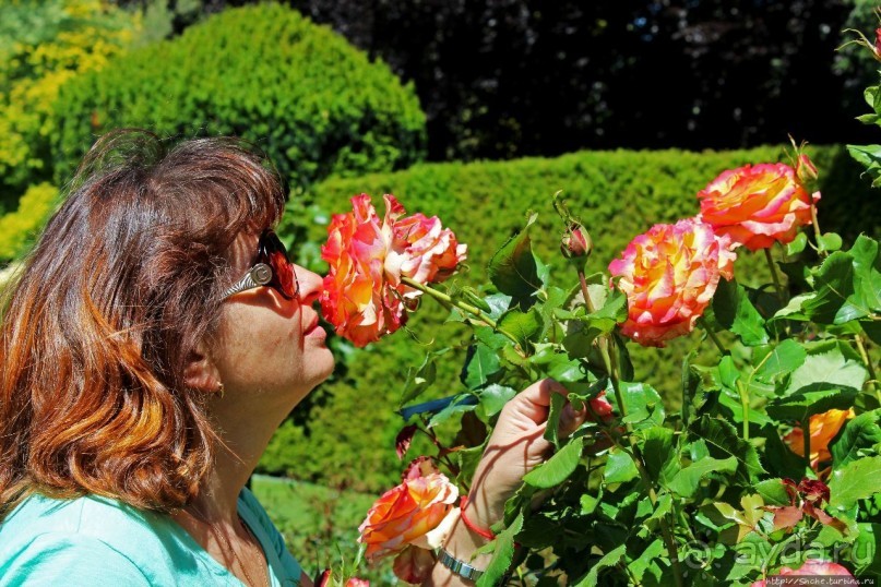 Все цветы мира к ногам наших подруг... Розы Новой Зеландии