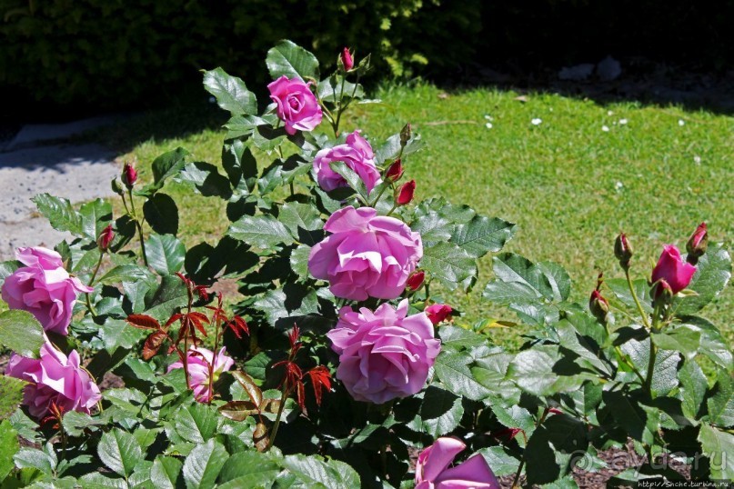 Все цветы мира к ногам наших подруг... Розы Новой Зеландии