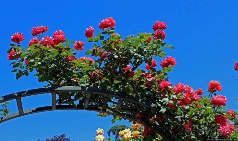 Все цветы мира к ногам наших подруг... Розы Новой Зеландии