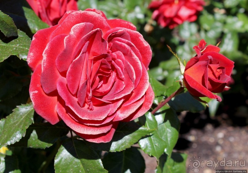 Все цветы мира к ногам наших подруг... Розы Новой Зеландии