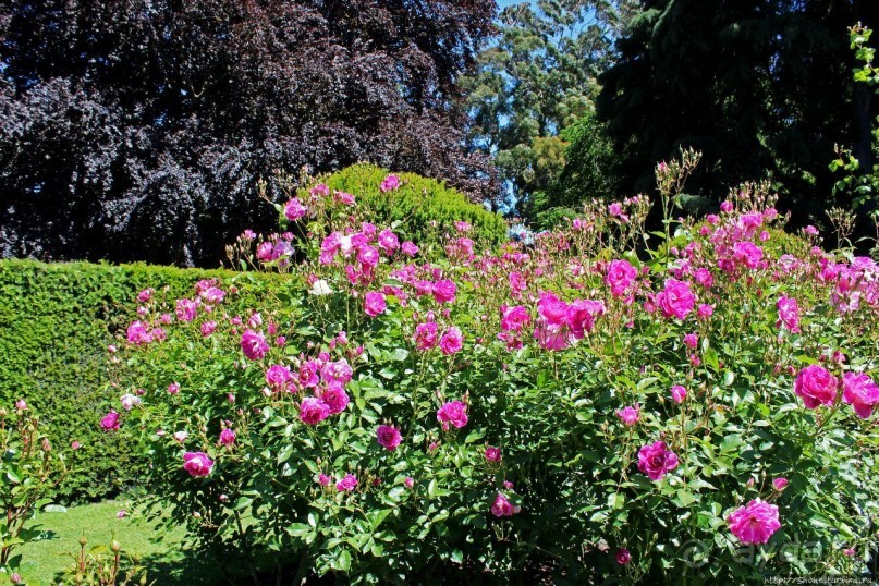 Все цветы мира к ногам наших подруг... Розы Новой Зеландии