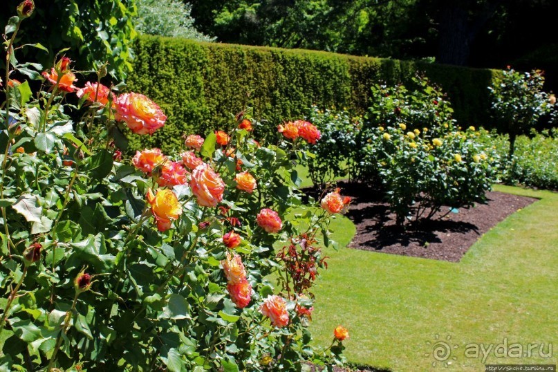 Все цветы мира к ногам наших подруг... Розы Новой Зеландии