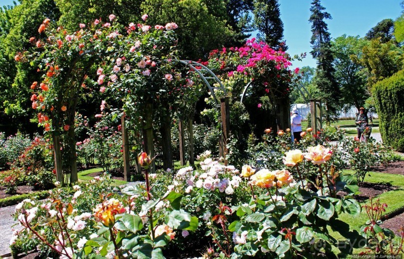 Все цветы мира к ногам наших подруг... Розы Новой Зеландии