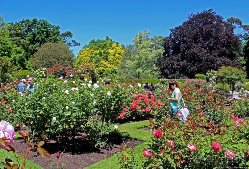 Все цветы мира к ногам наших подруг... Розы Новой Зеландии