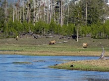 Йеллоустоун - первый день, первые знакомства с животными