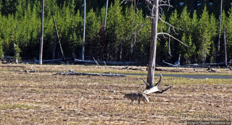 Йеллоустоун - первый день, первые знакомства с животными