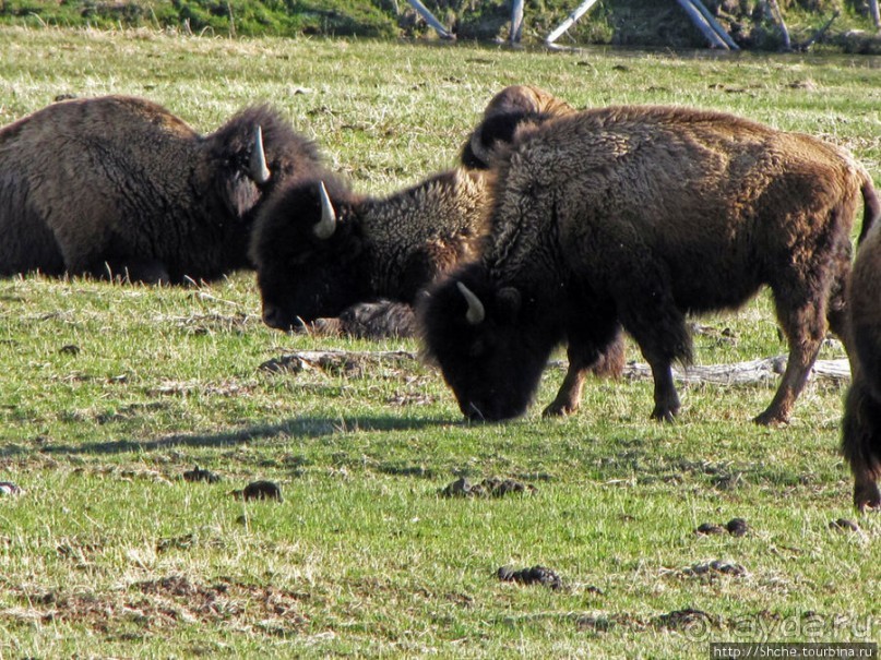Йеллоустоун - первый день, первые знакомства с животными