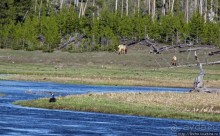 Йеллоустоун - первый день, первые знакомства с животными