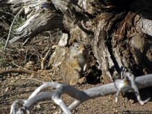 Йеллоустоун - первый день, первые знакомства с животными