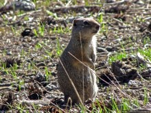 Йеллоустоун - первый день, первые знакомства с животными