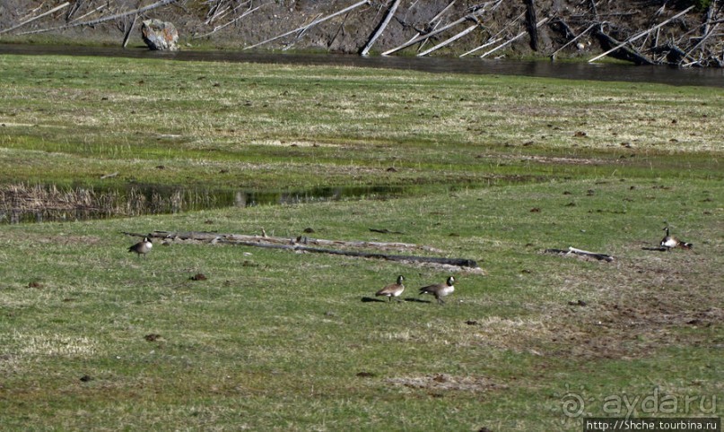 Йеллоустоун - первый день, первые знакомства с животными