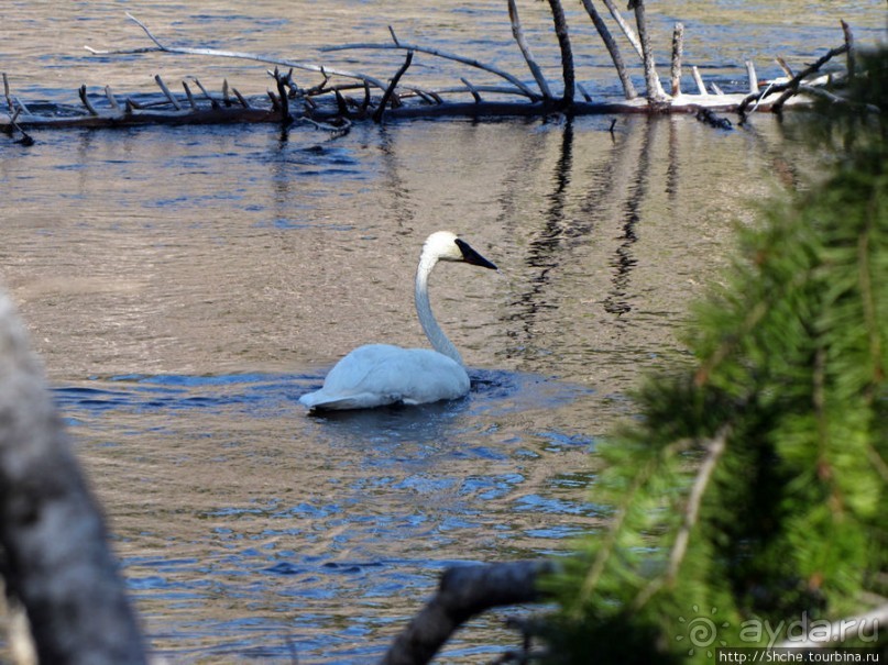 Йеллоустоун - первый день, первые знакомства с животными
