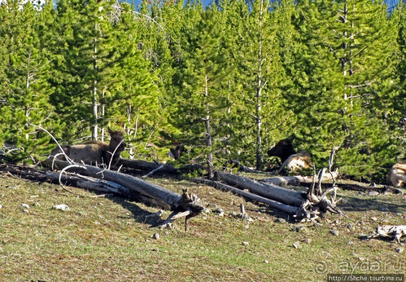 Йеллоустоун - первый день, первые знакомства с животными