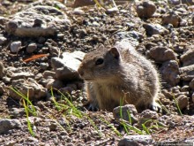 Йеллоустоун - первый день, первые знакомства с животными