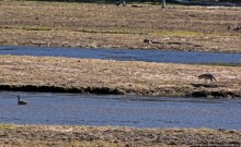 Йеллоустоун - первый день, первые знакомства с животными